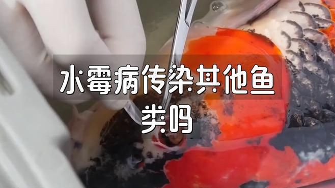 水霉病會傳染給其他魚嗎？【《水霉交叉感染》魚樂分享《水霉交叉感染》】