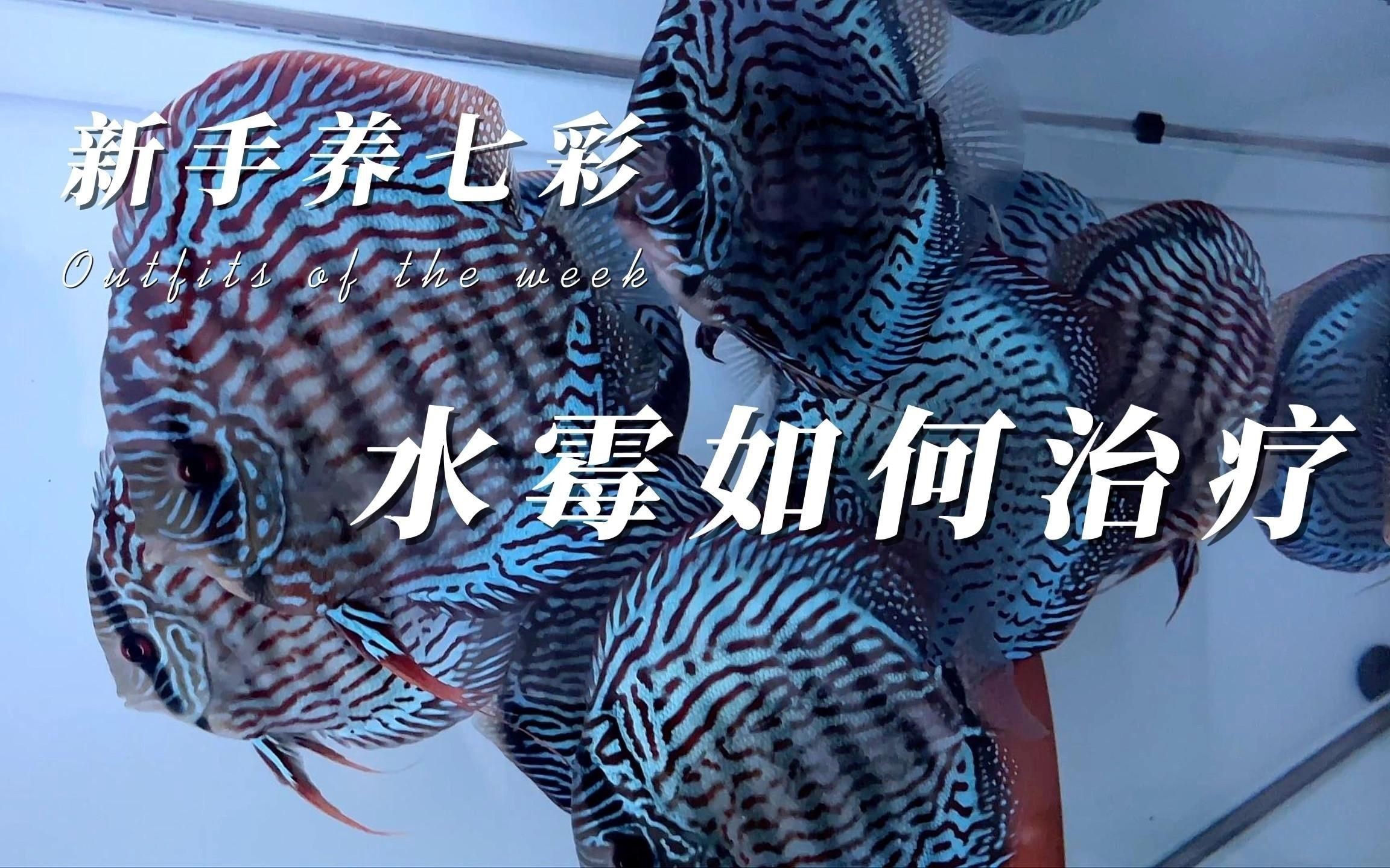 水霉病會傳染給其他魚嗎？【《水霉交叉感染》魚樂分享《水霉交叉感染》】
