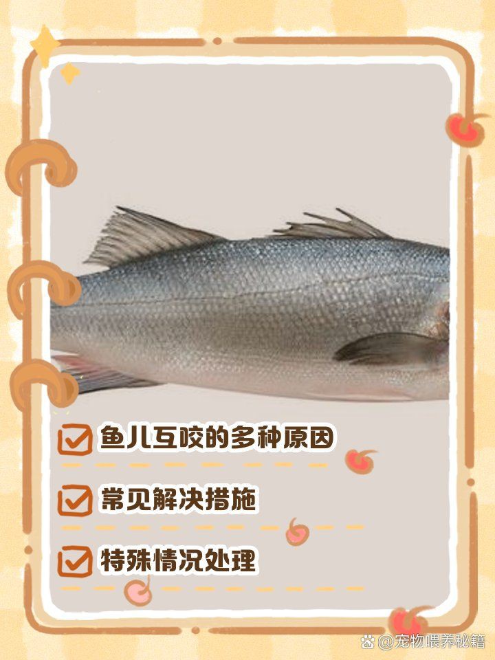 瑪麗魚(yú)咬另一只腹部【《瑪麗魚(yú)咬另一只腹部》瑪麗魚(yú)咬另一只腹部的行為】 龍魚(yú)百科 第1張 瑪麗魚(yú)咬另一只腹部【《瑪麗魚(yú)咬另一只腹部》瑪麗魚(yú)咬另一只腹部的行為】 瑪麗魚(yú)咬另一只腹部【《瑪麗魚(yú)咬另一只腹部》瑪麗魚(yú)咬另一只腹部的行為】 龍魚(yú)百科 第1張