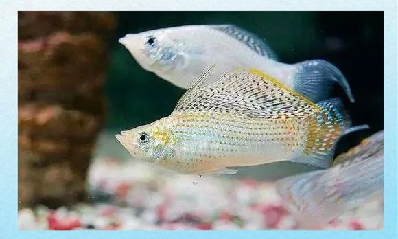 瑪麗魚(yú)咬另一只腹部【《瑪麗魚(yú)咬另一只腹部》瑪麗魚(yú)咬另一只腹部的行為】 龍魚(yú)百科 第2張 瑪麗魚(yú)咬另一只腹部【《瑪麗魚(yú)咬另一只腹部》瑪麗魚(yú)咬另一只腹部的行為】 瑪麗魚(yú)咬另一只腹部【《瑪麗魚(yú)咬另一只腹部》瑪麗魚(yú)咬另一只腹部的行為】 龍魚(yú)百科 第2張