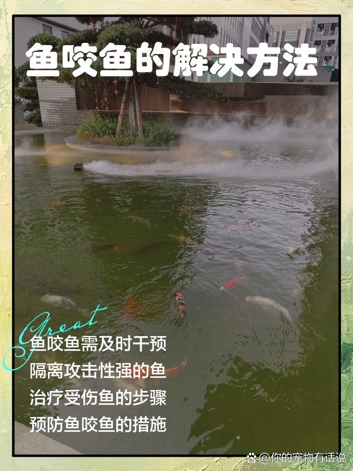 瑪麗魚(yú)咬另一只腹部【《瑪麗魚(yú)咬另一只腹部》瑪麗魚(yú)咬另一只腹部的行為】 龍魚(yú)百科 第5張 瑪麗魚(yú)咬另一只腹部【《瑪麗魚(yú)咬另一只腹部》瑪麗魚(yú)咬另一只腹部的行為】 瑪麗魚(yú)咬另一只腹部【《瑪麗魚(yú)咬另一只腹部》瑪麗魚(yú)咬另一只腹部的行為】 龍魚(yú)百科 第5張