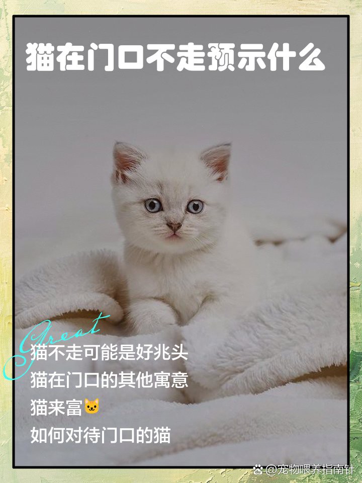 貓不請自來還不走兆頭【《貓不請自來還不走兆頭》貓不請自來還不走兆頭】