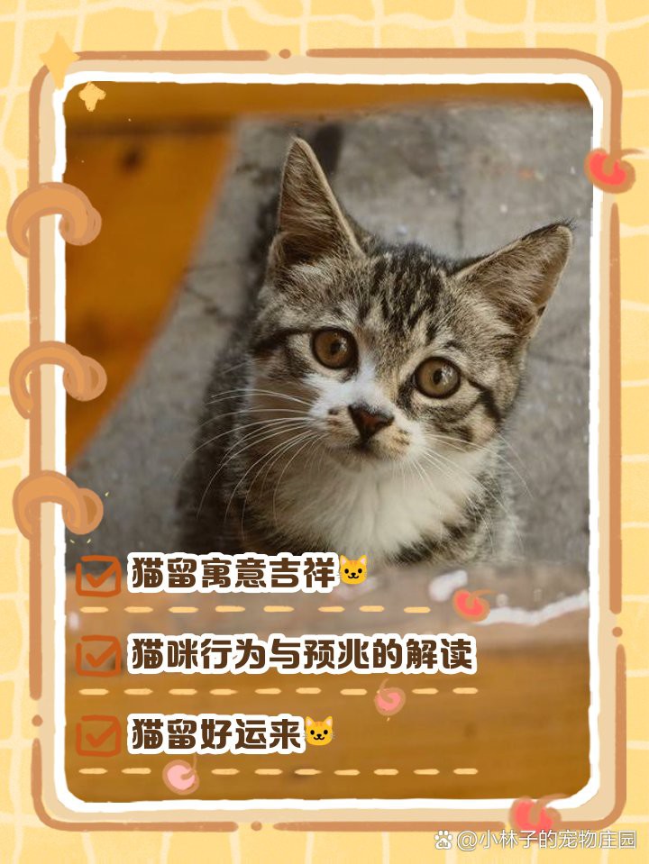 貓不請自來還不走兆頭【《貓不請自來還不走兆頭》貓不請自來還不走兆頭】