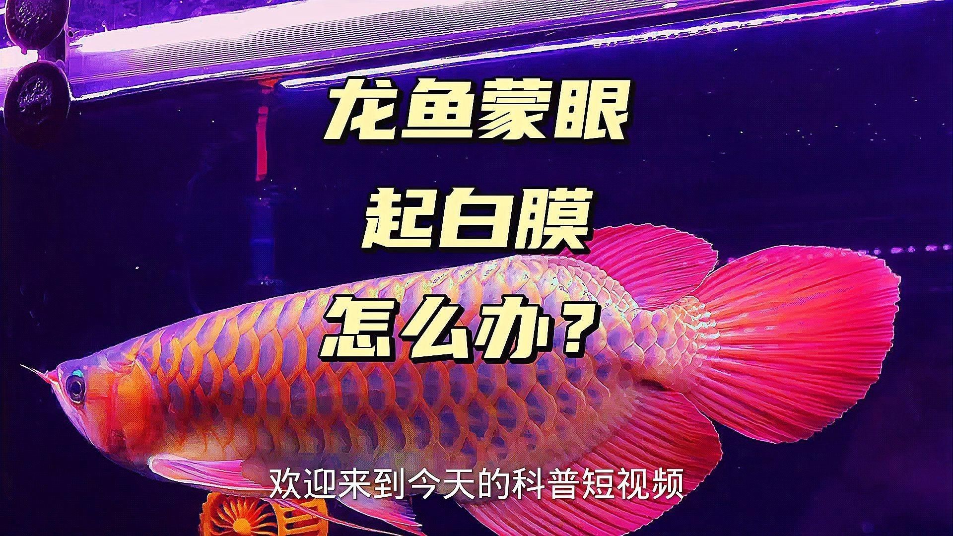有哪些有效的龍魚蒙眼病藥物？【龍魚蒙眼病怎么辦簡單治療方法全民小視頻解析】
