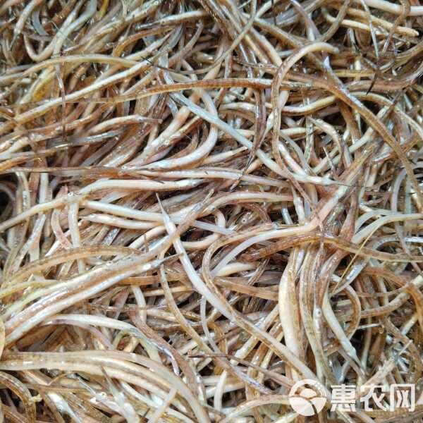 海中龍魚的市場(chǎng)價(jià)格是多少？【海中龍魚價(jià)格一般多少錢？】