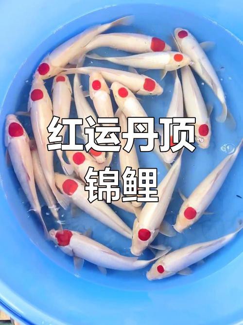丹頂錦鯉價格圖片【丹頂錦鯉價格、種類及特征分析丹頂錦鯉魚多少錢一條】