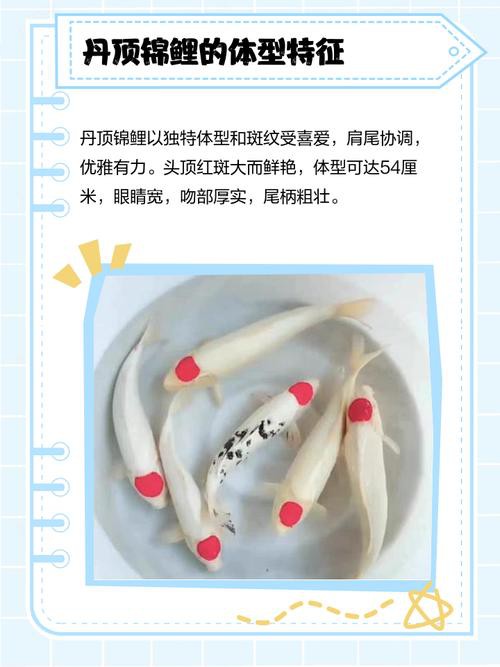 丹頂錦鯉價格圖片【丹頂錦鯉價格、種類及特征分析丹頂錦鯉魚多少錢一條】