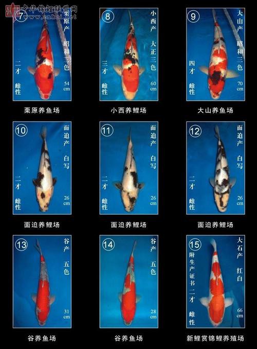 丹頂錦鯉價格圖片【丹頂錦鯉價格、種類及特征分析丹頂錦鯉魚多少錢一條】