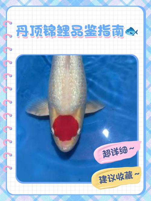 丹頂錦鯉價格圖片【丹頂錦鯉價格、種類及特征分析丹頂錦鯉魚多少錢一條】