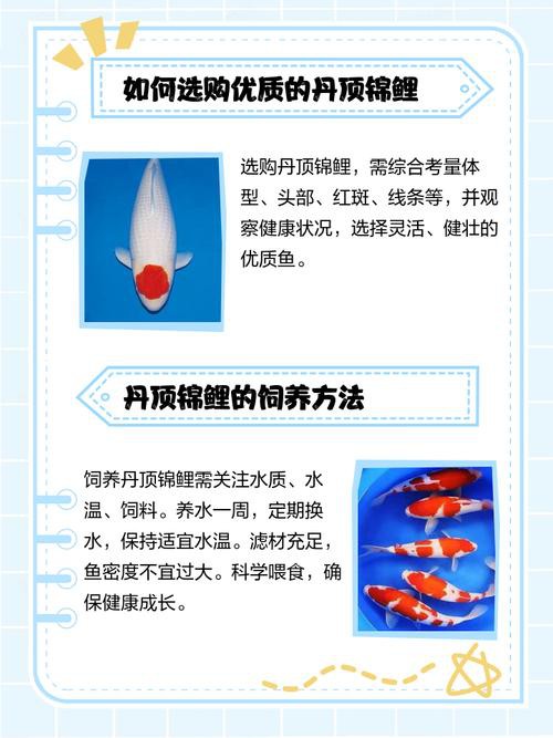 丹頂錦鯉價格圖片【丹頂錦鯉價格、種類及特征分析丹頂錦鯉魚多少錢一條】