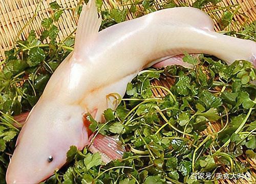 中醫不吃無鱗魚的原因【中醫為什么不讓吃無鱗魚】