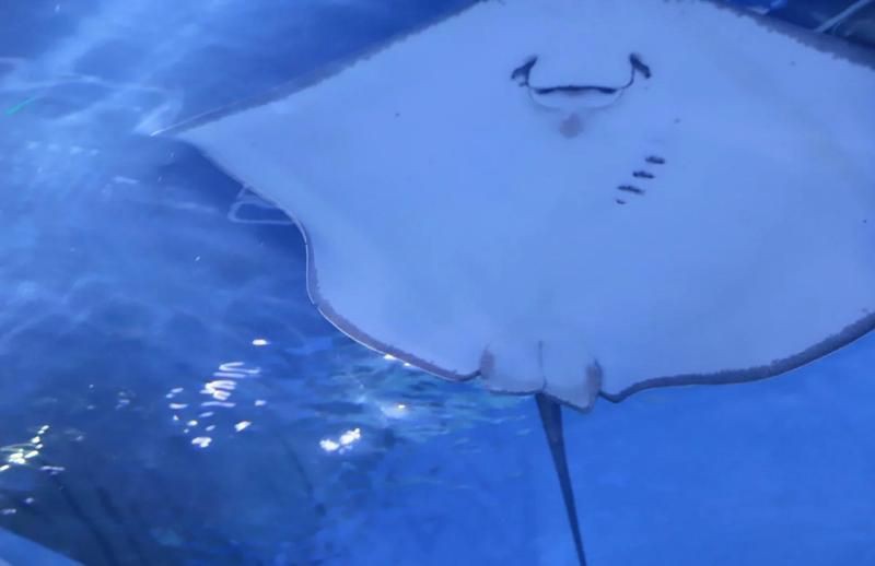 荊州水族店【荊州小梅沙水族館】