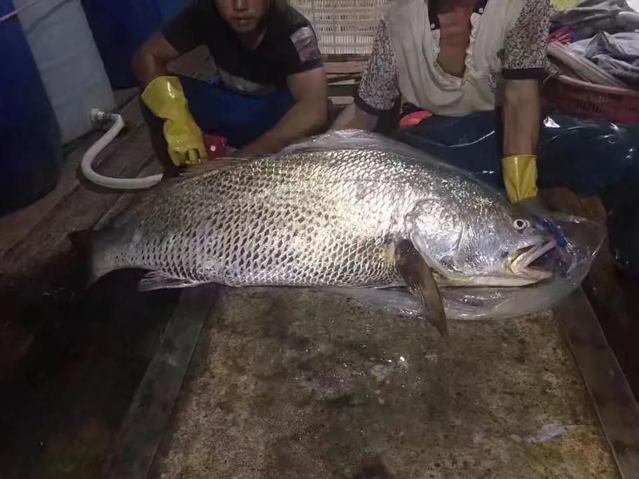 毛鲿魚圖片【動物界脊索動物界脊索動物門石首魚科毛鲿魚（megalonibea）】