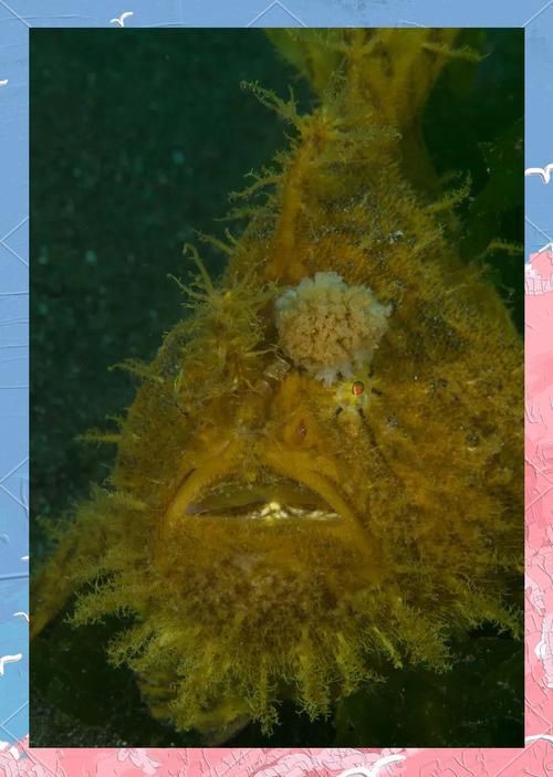 毛鲿魚圖片【動物界脊索動物界脊索動物門石首魚科毛鲿魚（megalonibea）】