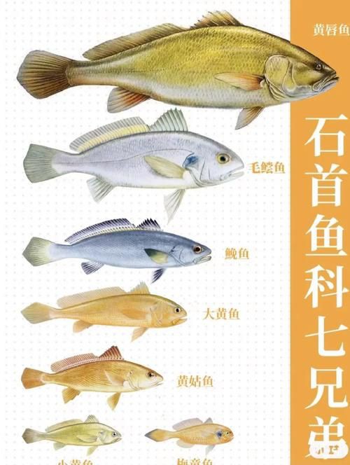毛鲿魚圖片【動物界脊索動物界脊索動物門石首魚科毛鲿魚（megalonibea）】