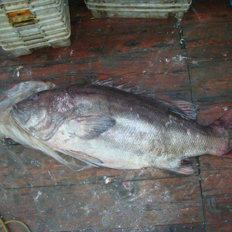 毛鲿魚圖片【動物界脊索動物界脊索動物門石首魚科毛鲿魚（megalonibea）】