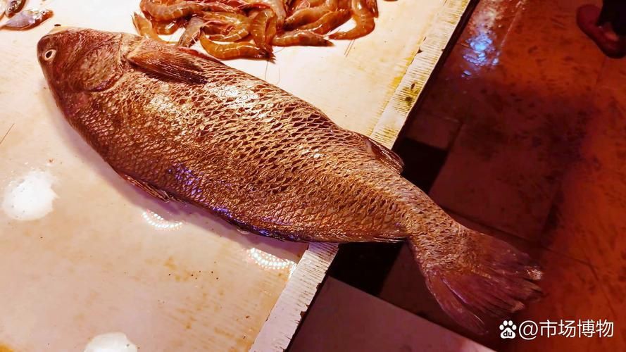 毛鲿魚圖片【動物界脊索動物界脊索動物門石首魚科毛鲿魚（megalonibea）】