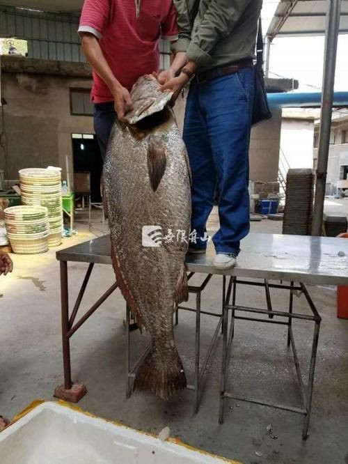 毛鲿魚圖片【動物界脊索動物界脊索動物門石首魚科毛鲿魚（megalonibea）】