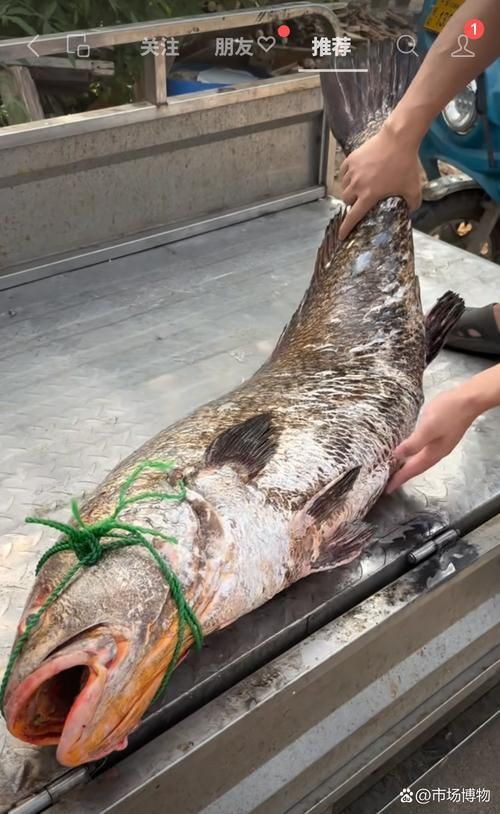 毛鲿魚圖片【動物界脊索動物界脊索動物門石首魚科毛鲿魚（megalonibea）】