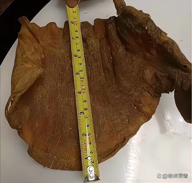 毛鲿魚圖片【動物界脊索動物界脊索動物門石首魚科毛鲿魚（megalonibea）】
