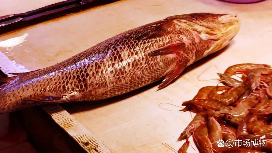 毛鲿魚圖片【動物界脊索動物界脊索動物門石首魚科毛鲿魚（megalonibea）】