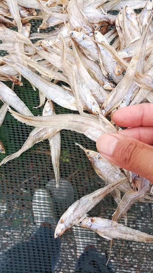 毛鲿魚圖片【動物界脊索動物界脊索動物門石首魚科毛鲿魚（megalonibea）】