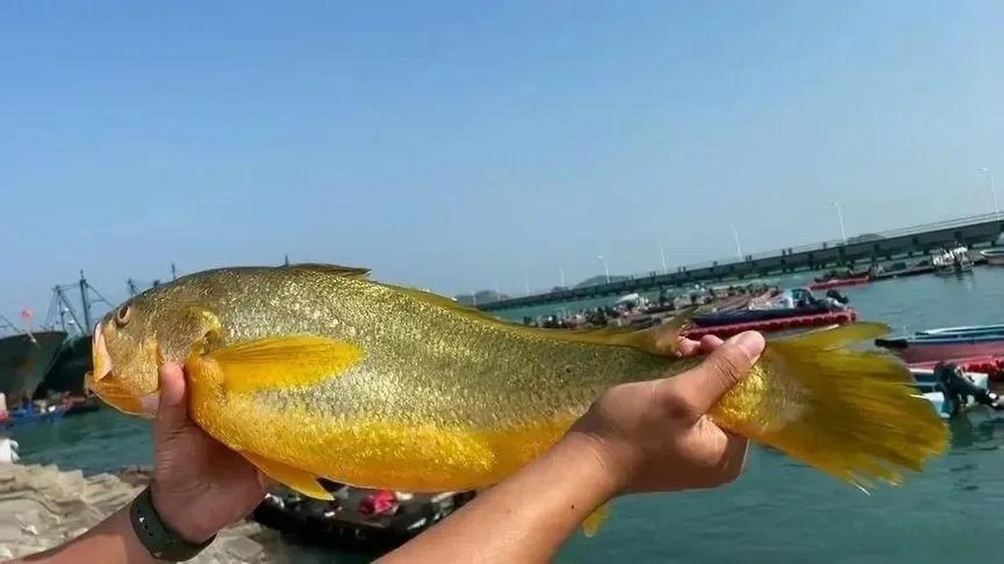 毛鲿魚圖片【動物界脊索動物界脊索動物門石首魚科毛鲿魚（megalonibea）】