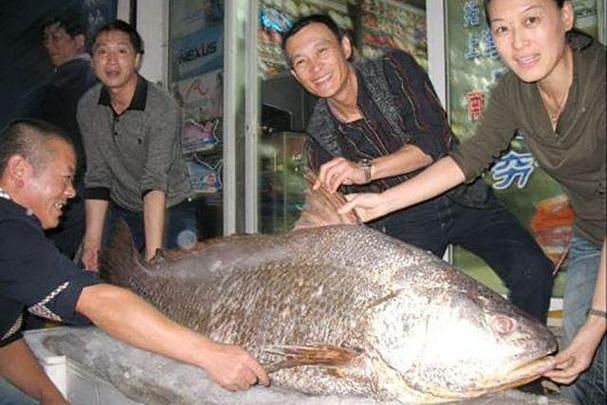 毛鲿魚圖片【動物界脊索動物界脊索動物門石首魚科毛鲿魚（megalonibea）】