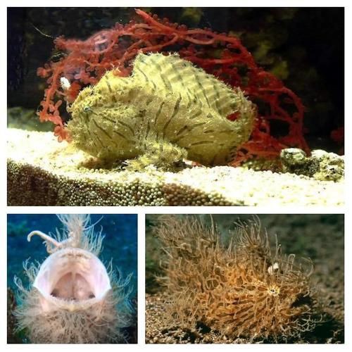 毛鲿魚圖片【動物界脊索動物界脊索動物門石首魚科毛鲿魚（megalonibea）】