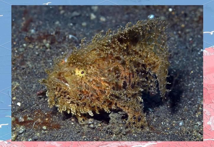毛鲿魚圖片【動物界脊索動物界脊索動物門石首魚科毛鲿魚（megalonibea）】