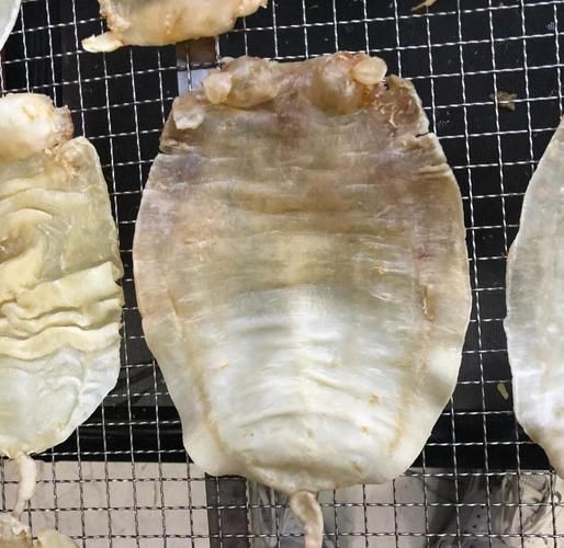 毛鲿魚圖片【動物界脊索動物界脊索動物門石首魚科毛鲿魚（megalonibea）】