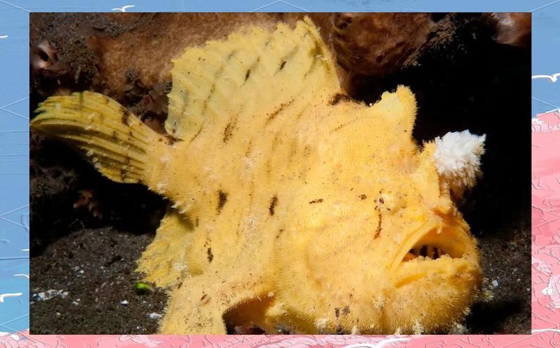 毛鲿魚圖片【動物界脊索動物界脊索動物門石首魚科毛鲿魚（megalonibea）】