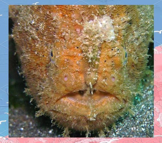 毛鲿魚圖片【動物界脊索動物界脊索動物門石首魚科毛鲿魚（megalonibea）】
