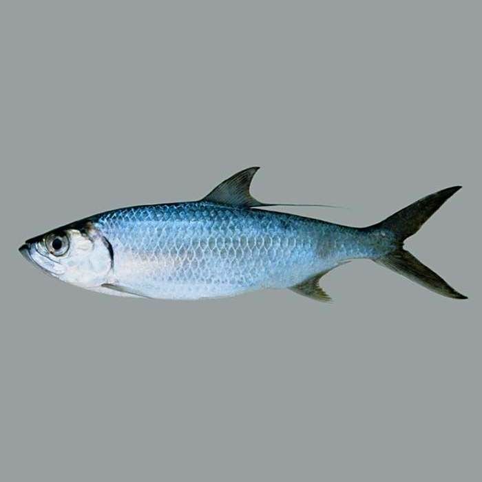 鰱魚生活在淡水還是海水【大海鰱,鰱魚的生活習性有哪些特征和餌料喜好疤農有話說】