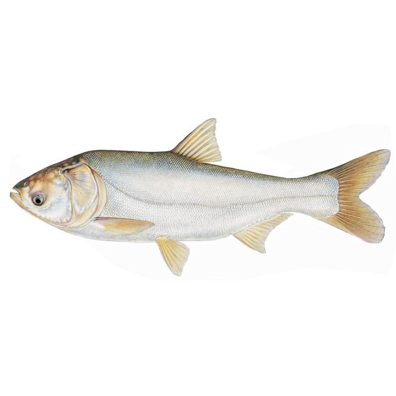 鰱魚生活在淡水還是海水【大海鰱,鰱魚的生活習性有哪些特征和餌料喜好疤農有話說】