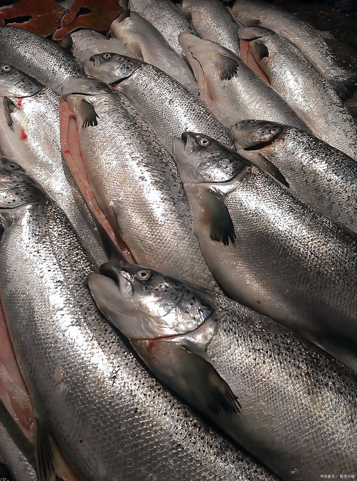 鰱魚生活在淡水還是海水【大海鰱,鰱魚的生活習性有哪些特征和餌料喜好疤農有話說】