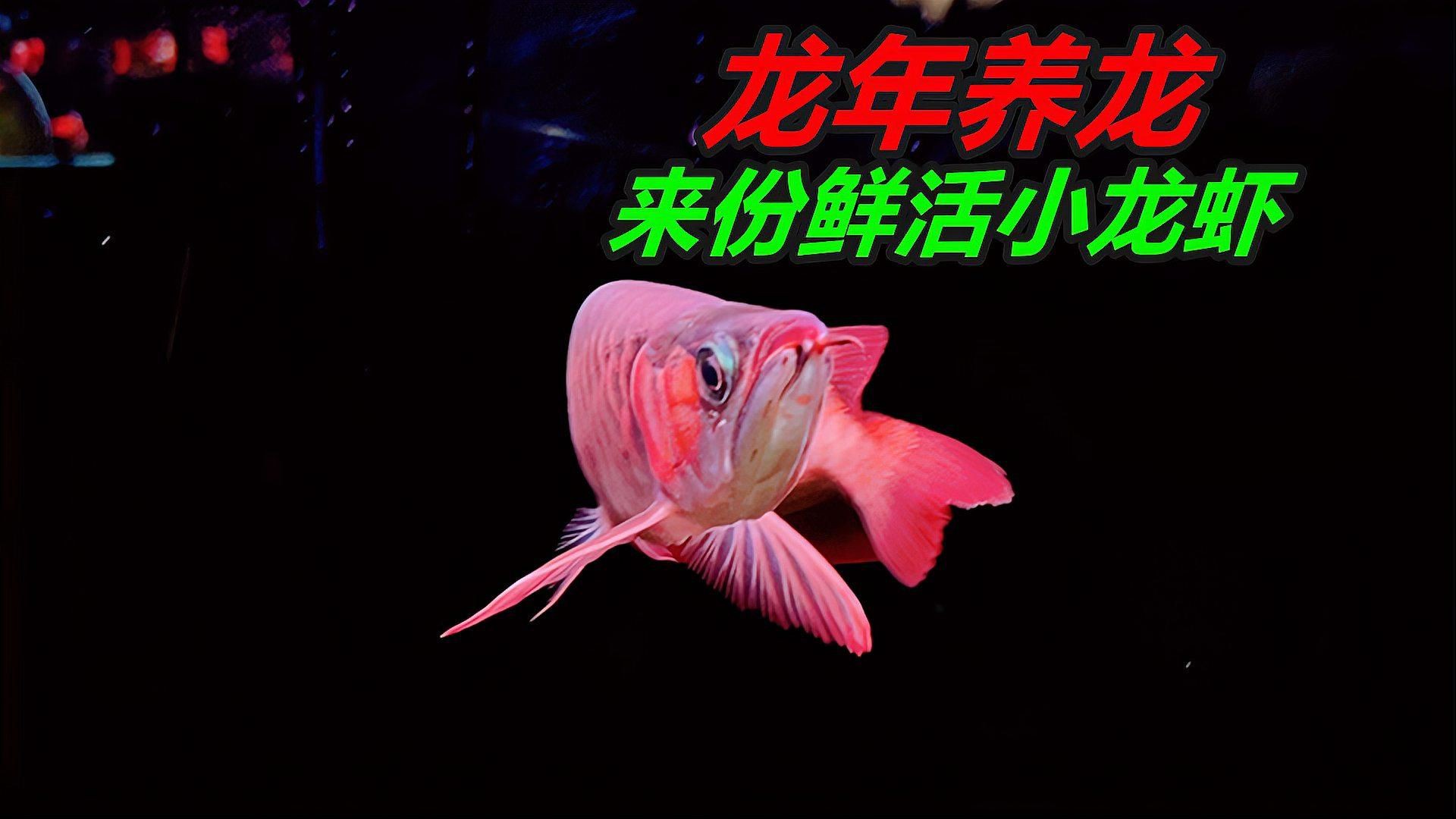 如何降低龍魚的飼養成本？【《如何降低龍魚的飼養成本？》】