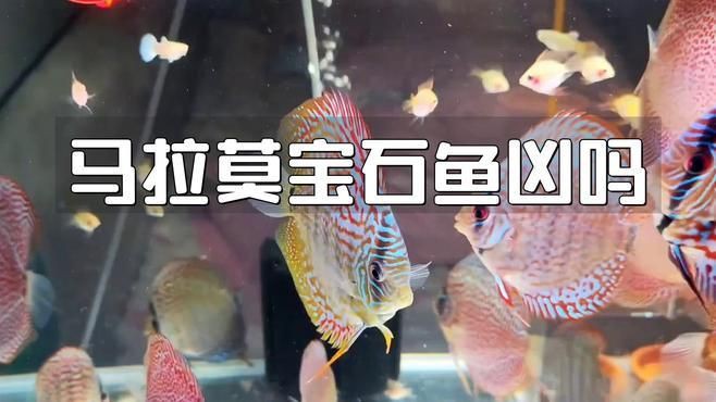 馬拉莫寶石魚【馬拉莫寶石魚是一種頗具特色的熱帶淡水觀賞性與培育潛力】
