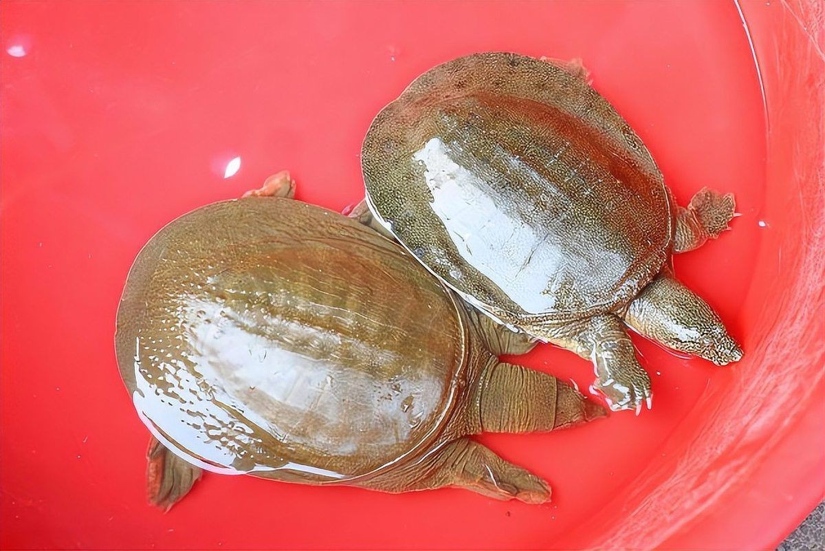 甲魚的牙齒長什么樣【甲魚屬于爬行綱鱉，可能是現代脊椎動物】 甲魚的牙齒長什么樣【甲魚屬于爬行綱鱉，可能是現代脊椎動物】 龍魚論壇 第7張