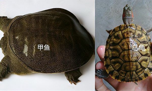甲魚的牙齒長什么樣【甲魚屬于爬行綱鱉，可能是現代脊椎動物】 甲魚的牙齒長什么樣【甲魚屬于爬行綱鱉，可能是現代脊椎動物】 龍魚論壇 第8張