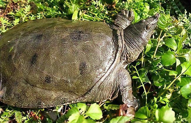 甲魚的牙齒長什么樣【甲魚屬于爬行綱鱉，可能是現代脊椎動物】