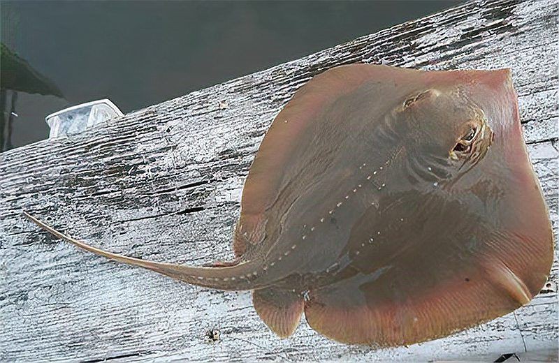 魔鬼魚和笑臉魚是一種嗎【魔鬼魚和笑臉魚并非同一種生物】 魔鬼魚和笑臉魚是一種嗎【魔鬼魚和笑臉魚并非同一種生物】 龍魚百科 第2張