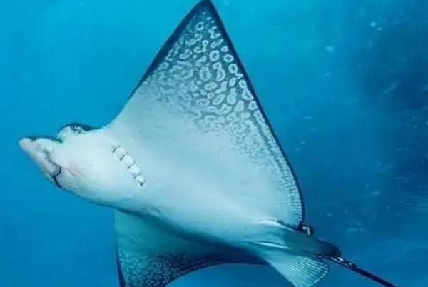 魔鬼魚和笑臉魚是一種嗎【魔鬼魚和笑臉魚并非同一種生物】 魔鬼魚和笑臉魚是一種嗎【魔鬼魚和笑臉魚并非同一種生物】 龍魚百科 第5張