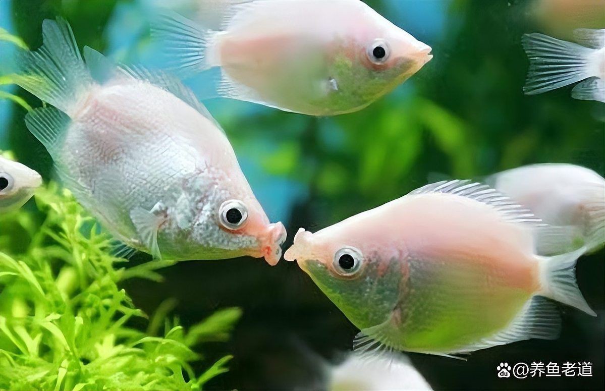 燕魚胸鰭根部發紅會自愈嗎？【養魚老道，為什么金魚或者燕魚會出現紅血絲】