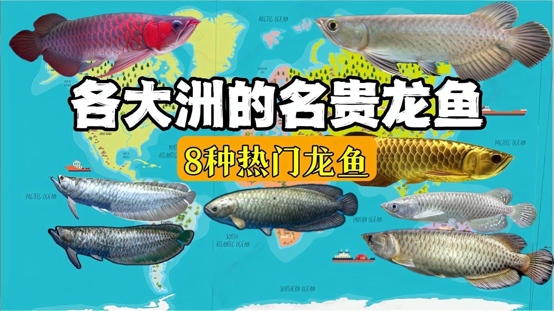 十大公認(rèn)最好用的龍魚【十大公認(rèn)最受歡迎的十大龍魚品種】
