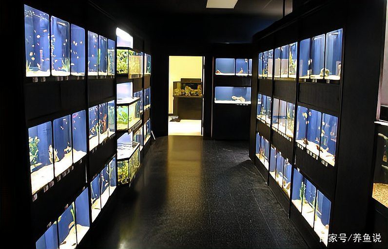 多縣水族店【縣城水族館創業實戰解析加盟星打破傳統水族店經營模式】