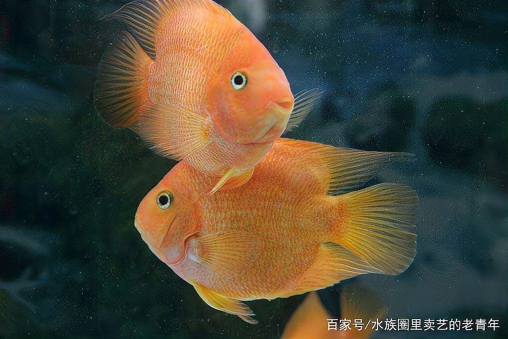 多縣水族店【縣城水族館創業實戰解析加盟星打破傳統水族店經營模式】