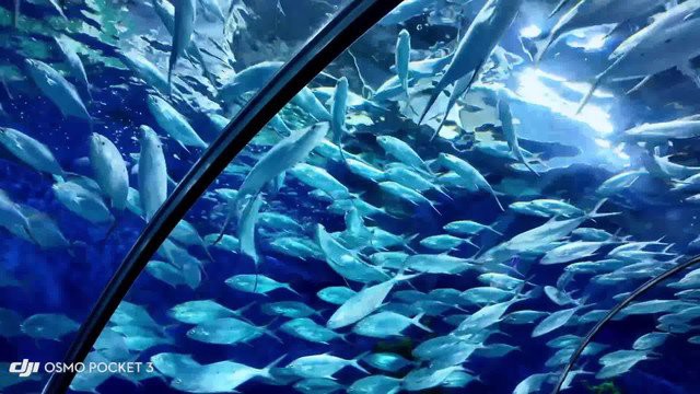 孿井灘水族店【內蒙古孿井灘水族店】 孿井灘水族店【內蒙古孿井灘水族店】 全國水族館企業名錄 第4張