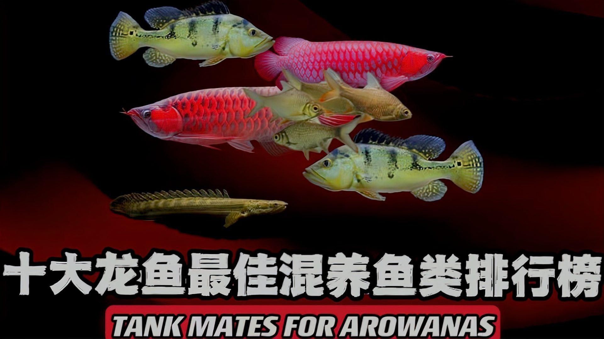 有哪些藥物可以有效治療龍魚蒙眼病？【龍魚混養(yǎng)四種最佳選擇,輕松搭配不沖突】