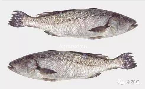 鮸魚讀suo還是huo【“鮸魚”的正確讀音】